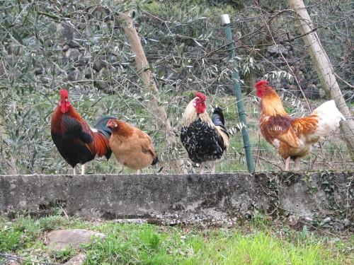 12-crazy-roosters.JPG